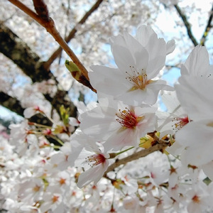 リラックスギター