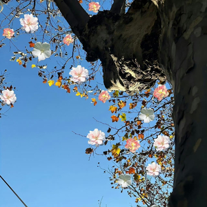 我该怎么形容我这一生