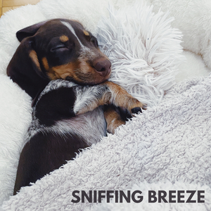Sniffing Breeze