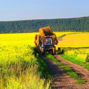 А в деревне без картошки как гулянка без гармошки