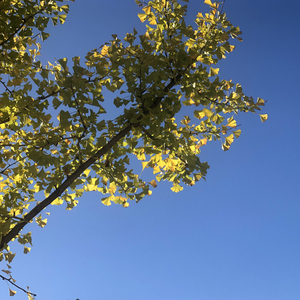 无人旁听的独白