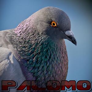 Palomo