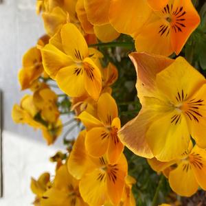 MASK ON! (feat. OUTLXXW)