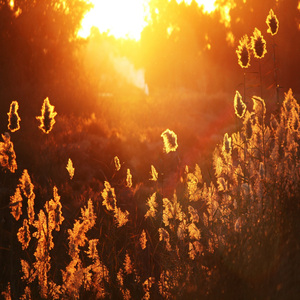 Fateme Bahare Zendegim