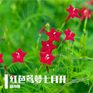 红色茑萝七月开