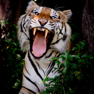 Impassioned Activity