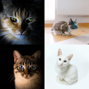 一尘不染放松的猫印象数