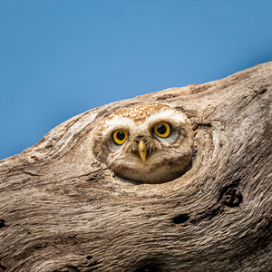 安全感（Cover 谷江山）