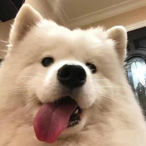 红豆