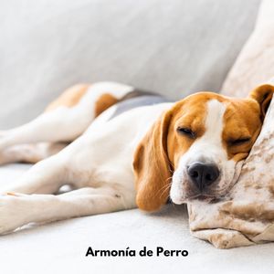 Suite de Serenidad Canina