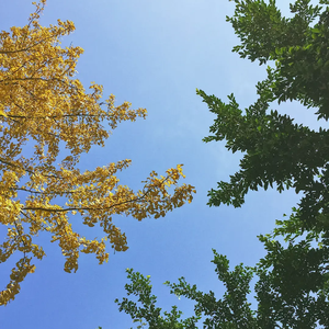 一个像夏天一个像秋天