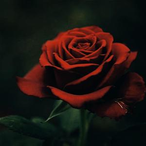 Kasoor (Instrumental)