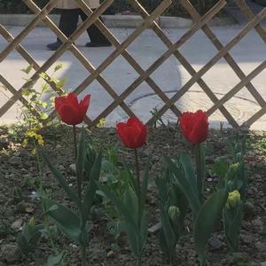 那个嚷着要离开的小孩（抖音BGM）