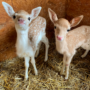 雪落的声音是我想你的证明