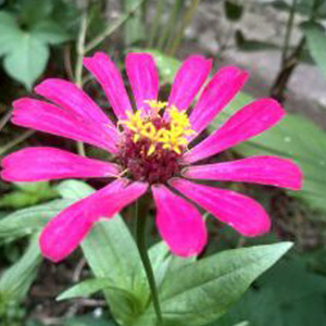 Better Than You Dreamed