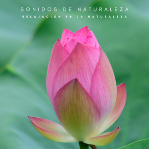 Pájaros Del Amor Cantando
