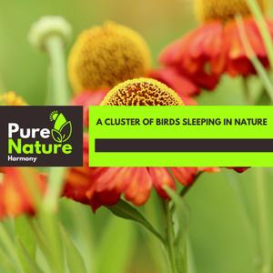 Peaceful Crickets of Forest