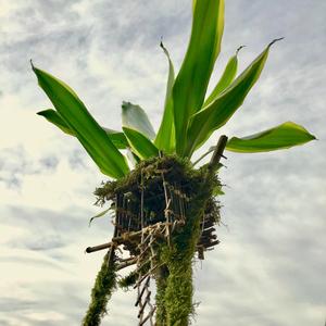 Yoshino (feat. Januairy & Hey Nanou)