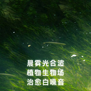 NO.5 助眠 森林 鸟叫 白噪音 吉他曲