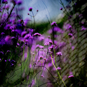 result (feat. 初音ミク, IA & 歌愛ユキ)