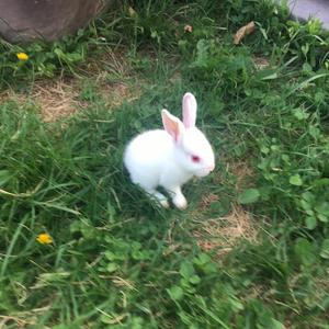 Bunny bounce (Nightcore Version)