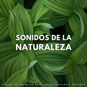 Sinfonía De Insectos Para La Productividad