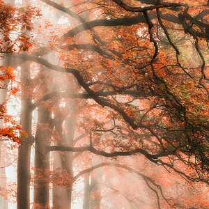 一个人失忆（翻自 薛凯琪）