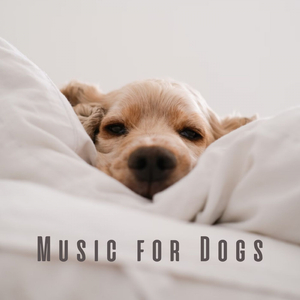 Barking Beats