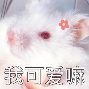 写给我第一个喜欢的女孩的歌