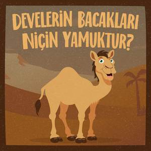 Develerin Bacakları Niçin Yamuktur