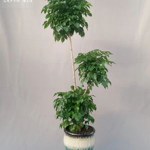 《爵士琴韵下的咖啡馆高效时光》069