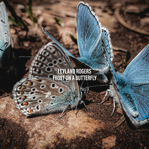 Frost on a Butterfly