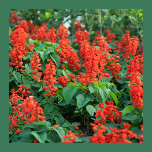 瑜伽之晨清新的开始 (钢片琴)