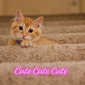 Cute Cute Cute