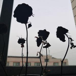 行走的鱼（致黄子弘凡）