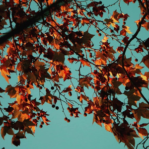 Patagon (Instrumental Version)