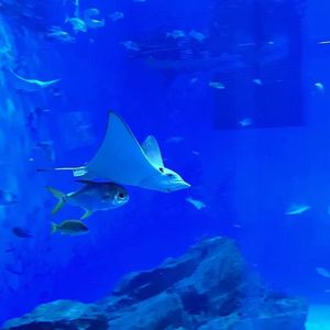 你怎么碎碎的像片小海苔