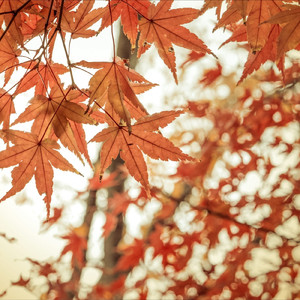 小さな秋の絵日記