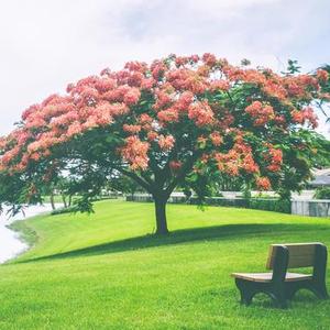 柴可夫斯基 三月 云雀之歌 (无损经典版)