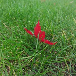 School Up The Hills (Orchestral Version)