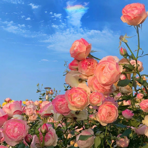 反正能等起下一个秋