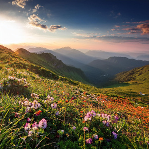 Armonías De Flujo Intricado