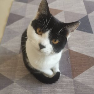 不爱开车爱毛驴