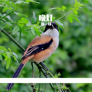晚灯