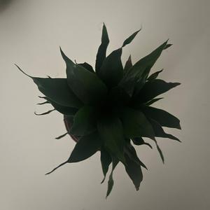 Blühen (feat. Fernando Flex)