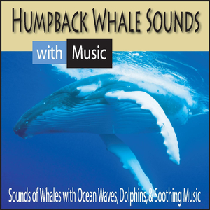Song of the Humpback Whale