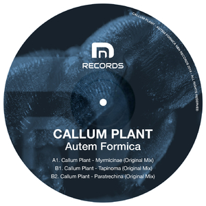 Myrmicinae (Original Mix)