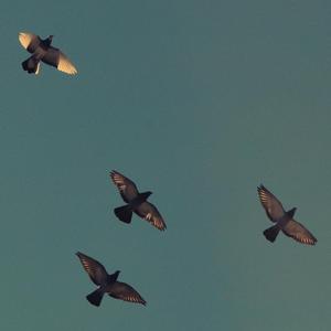 lambert-LoveStruck（ZCZ福罗贝 remix）