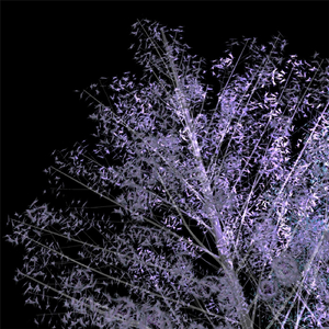 Cloud Catcher (A Song for Mount Warning)