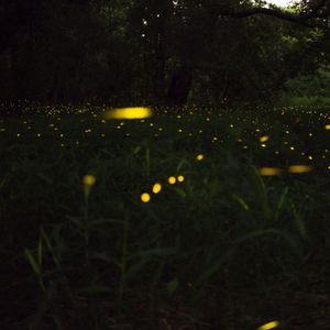 萤之光（纯音乐）